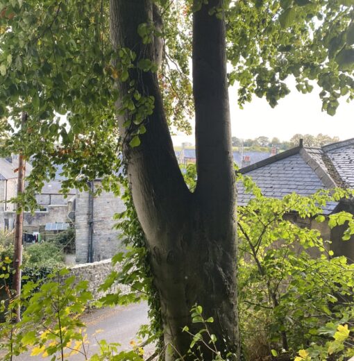 Rothbury multi stemmed Beech