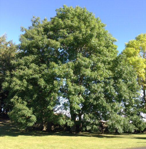 Whitley Chapel Schools Ash tree