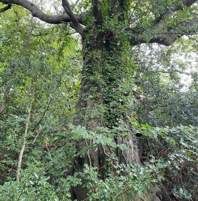 Abbeyfield School Ancient Beech
