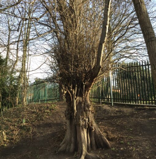 St Theresa’s School Lime