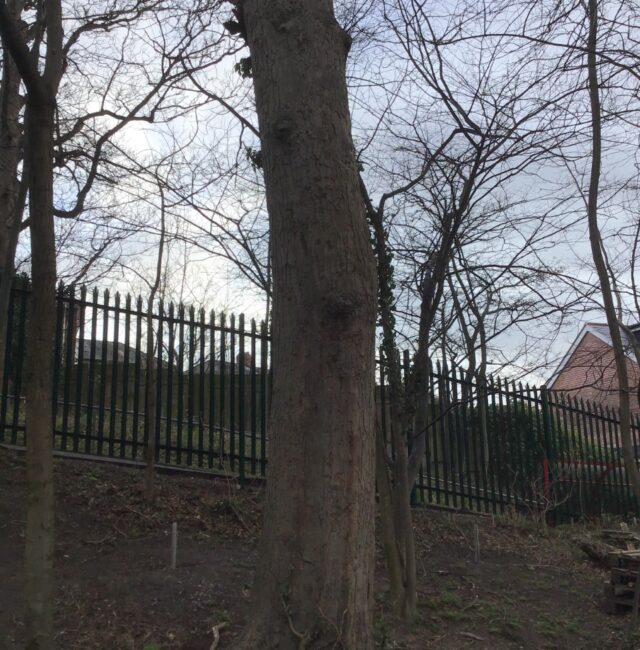 St Theresa’s Sycamore