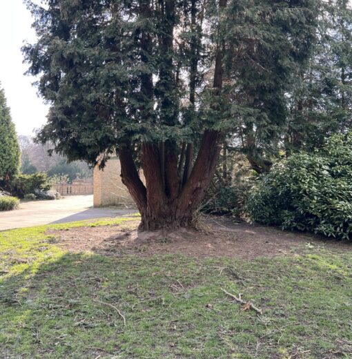 Thankyou tree Heaton Park Trail