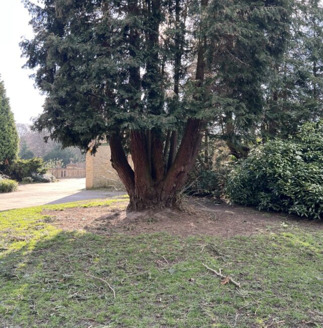 Thankyou tree Heaton Park Trail