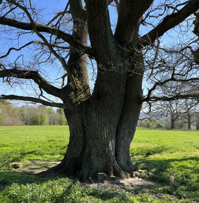 Hexham Oak