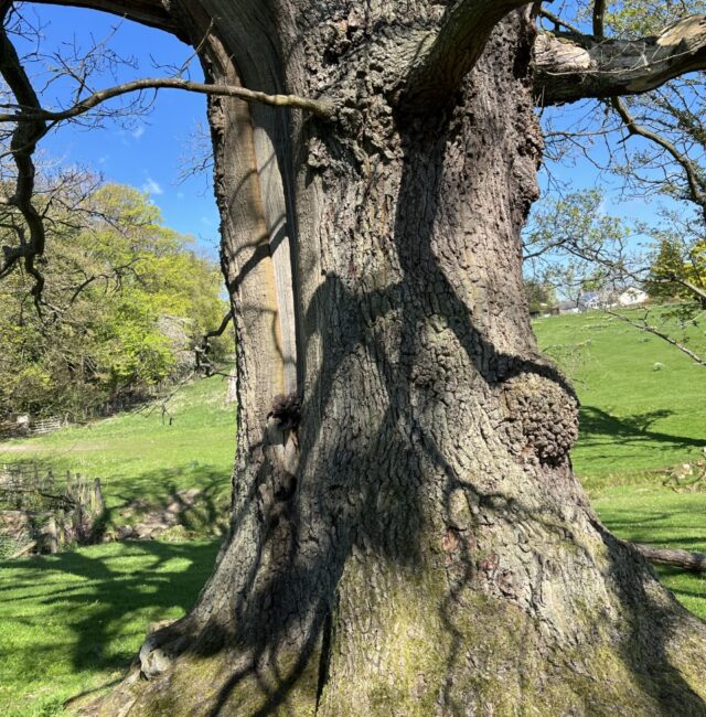 Hexham Oak 2