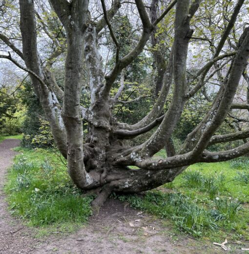 Acer cappadocicum Howick