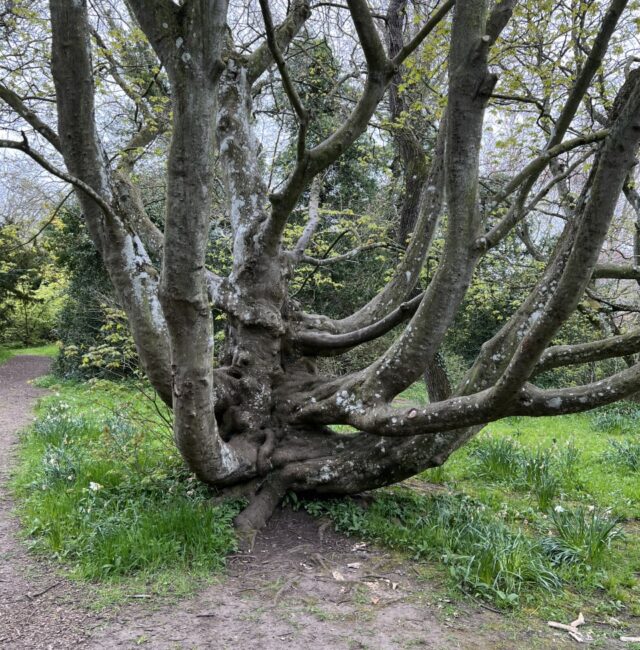 Acer cappadocicum Howick
