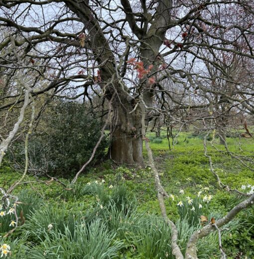 Copper Beech Howick