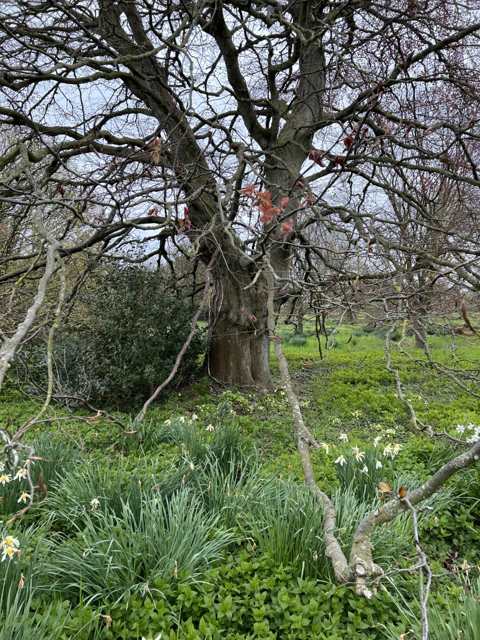 Copper Beech Howick