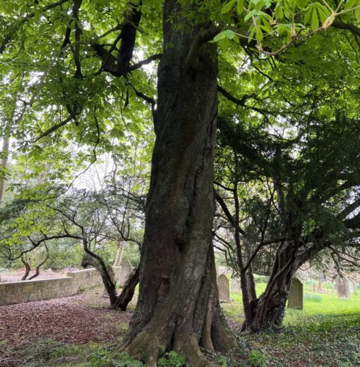 Horse Chestnut Howick Cemetery