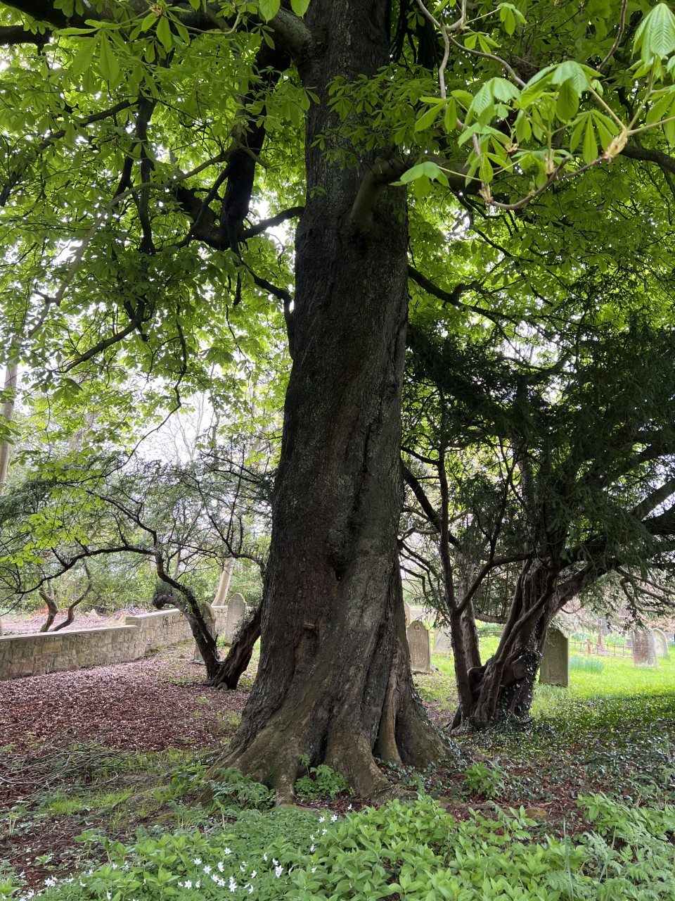 Horse Chestnut Howick Cemetery
