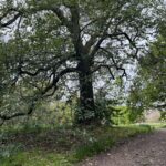 Quercus canariensis