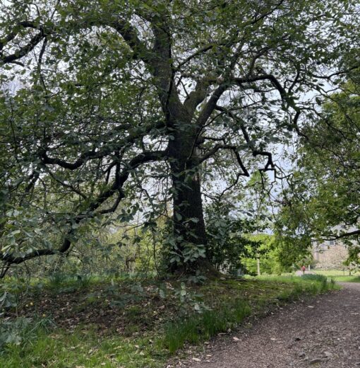 Quercus canariensis Howick