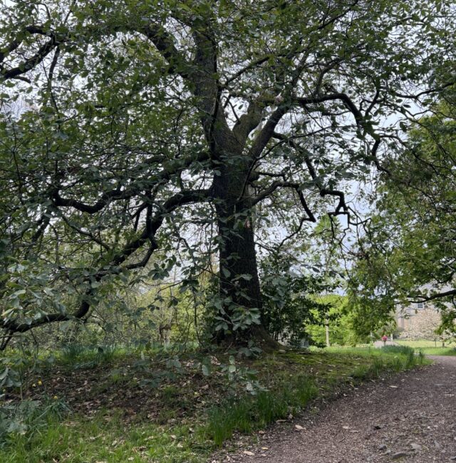 Quercus canariensis Howick
