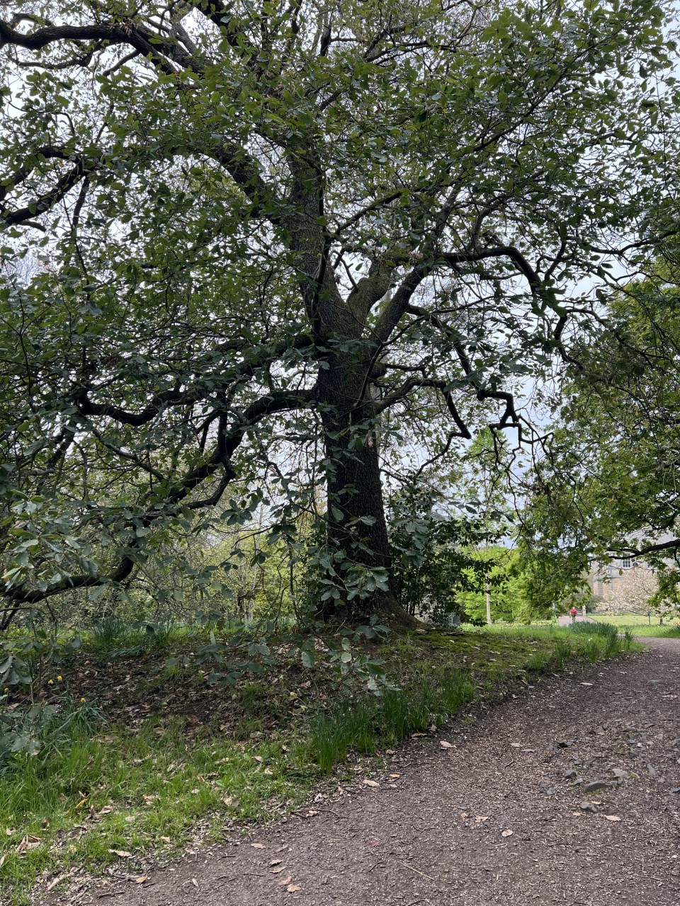 Quercus canariensis