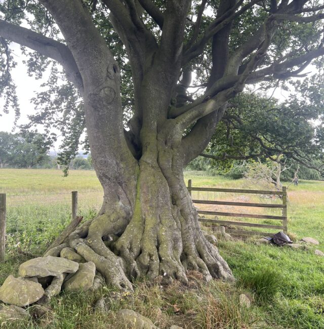 Veteran Acomb Fell Beech