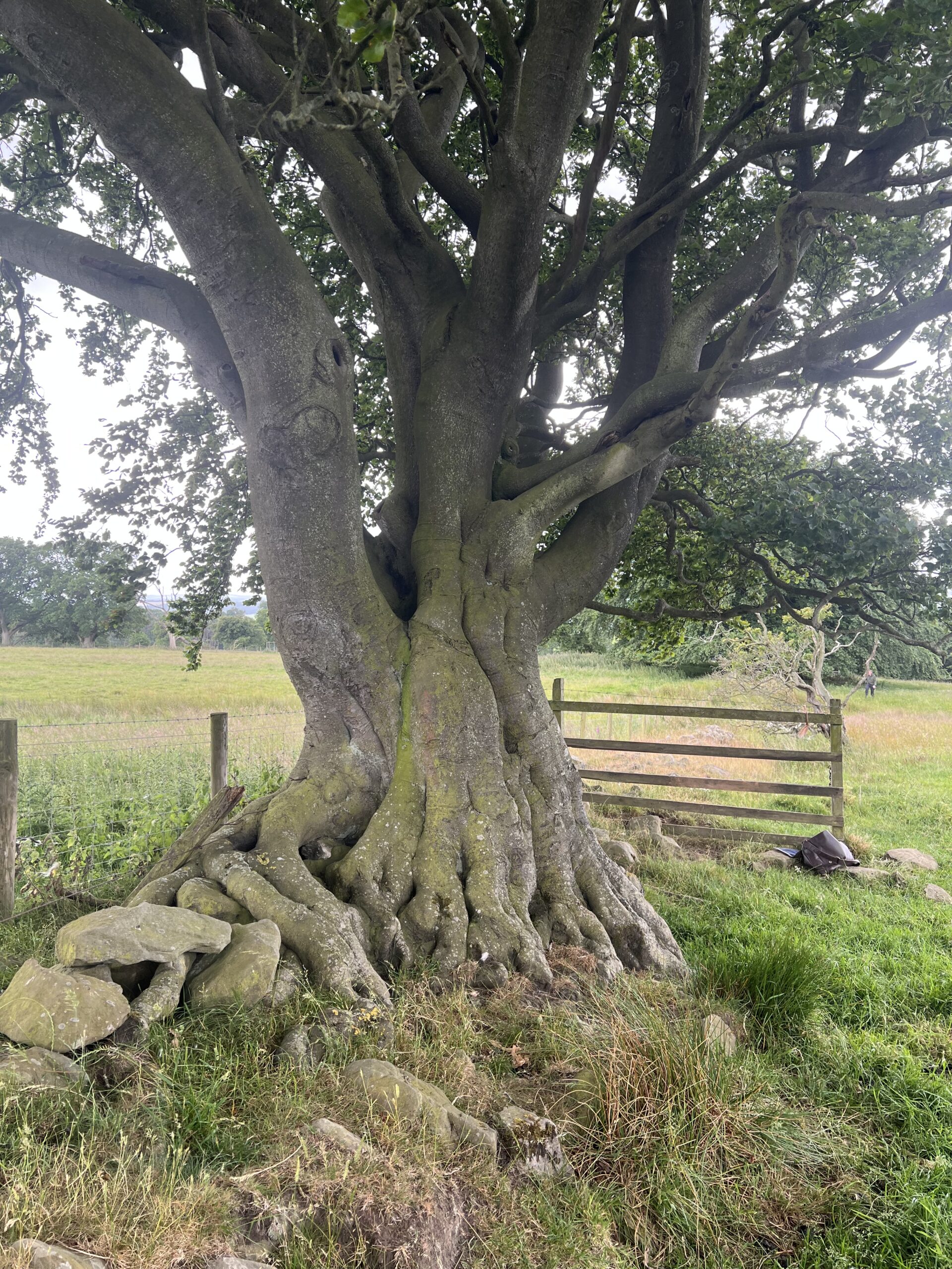 Veteran Acomb Fell Beech