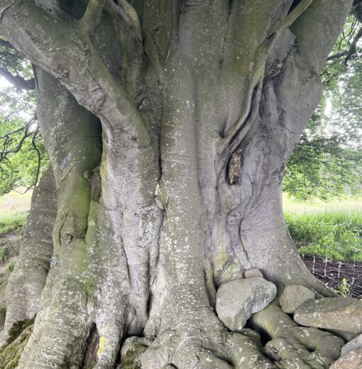 Ancient Beech Acomb Fell