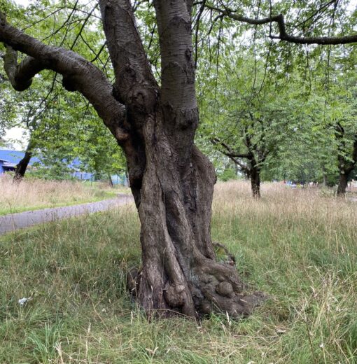 Ancient Cherry Nunsmoor