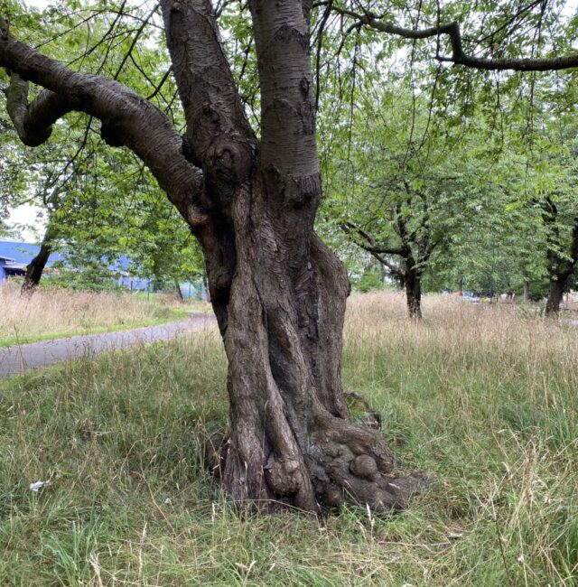 Ancient Cherry Nunsmoor