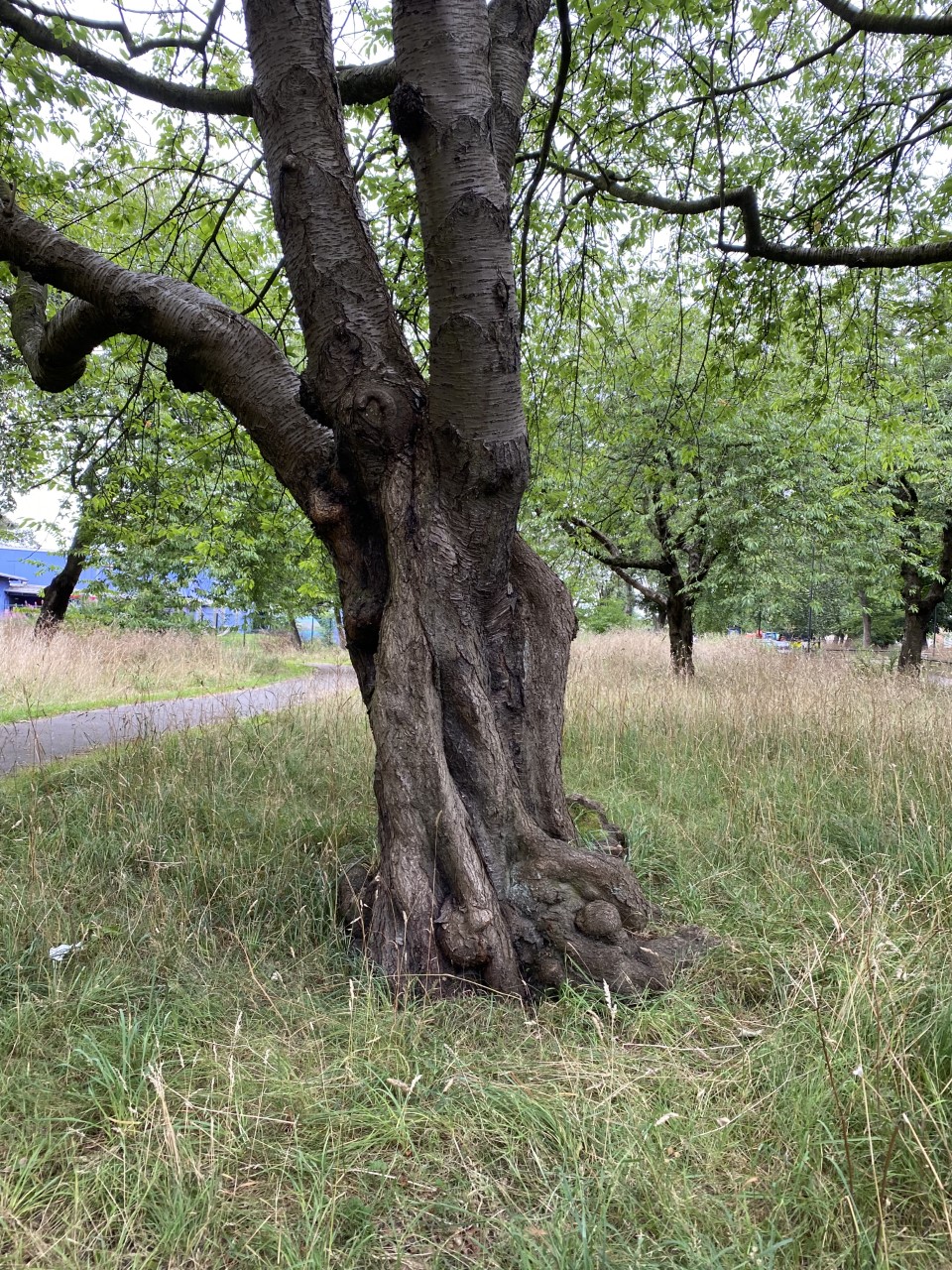 Ancient Cherry Nunsmoor