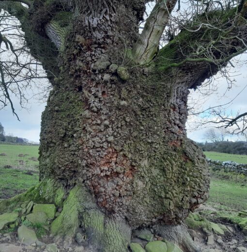 Ancient Oak